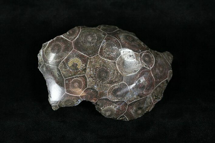 Polished Fossil Coral Head - Morocco #22306